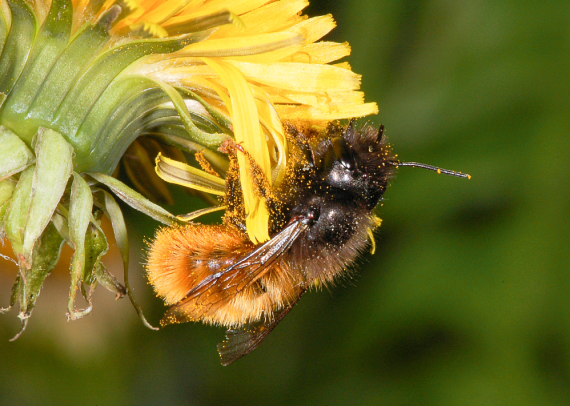 Foto: Fritz Geller-Grimm/Wikipedia